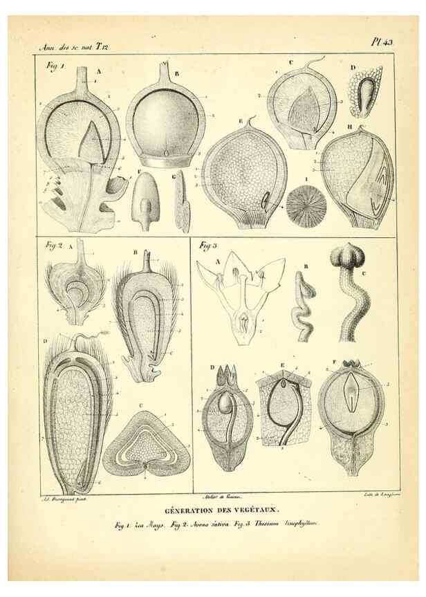 Reproducción/Reproduction 49773335106: Annales des sciences naturelles :. Paris :Crochard. 