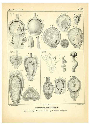 Reproducción/Reproduction 49773335106: Annales des sciences naturelles :. Paris :Crochard. 