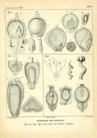 Reproducción/Reproduction 49773335106: Annales des sciences naturelles :. Paris :Crochard. 