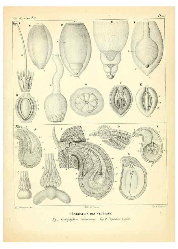 Reproducción/Reproduction 49772804048: Annales des sciences naturelles :. Paris :Crochard. 