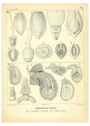 Reproducción/Reproduction 49772804048: Annales des sciences naturelles :. Paris :Crochard. 