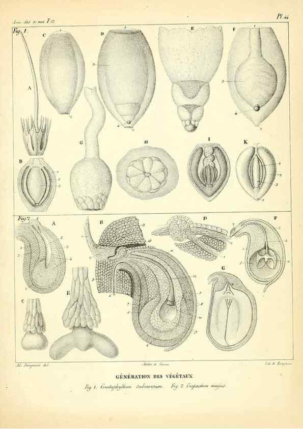 Reproducción/Reproduction 49772804048: Annales des sciences naturelles :. Paris :Crochard. 