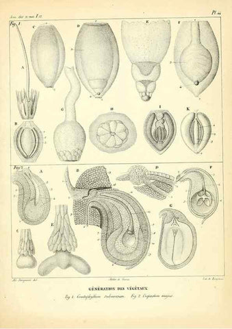 Reproducción/Reproduction 49772804048: Annales des sciences naturelles :. Paris :Crochard. 