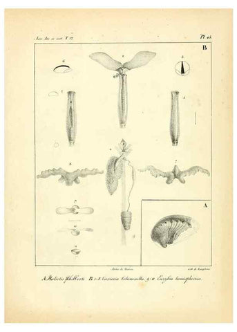 Reproducción/Reproduction 49773663987: Annales des sciences naturelles :. Paris :Crochard. 