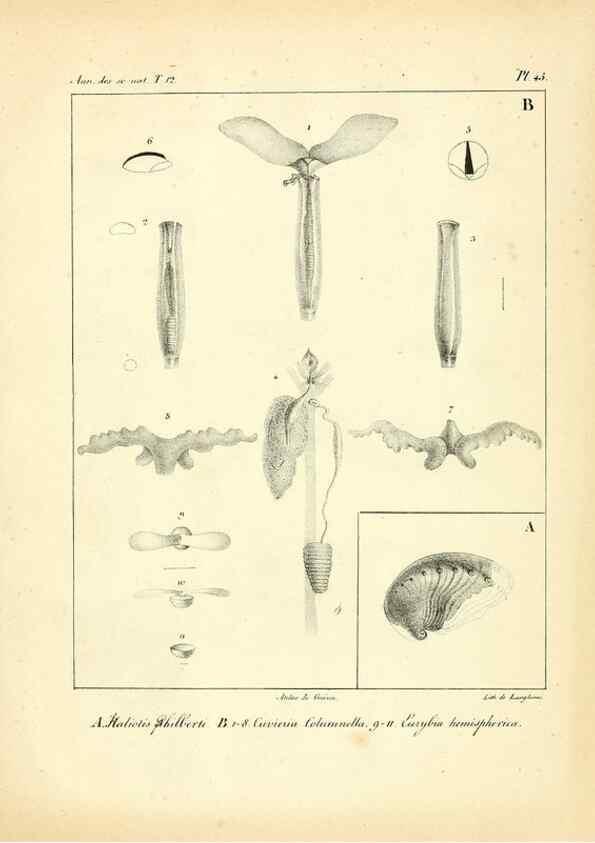 Reproducción/Reproduction 49773663987: Annales des sciences naturelles :. Paris :Crochard. 