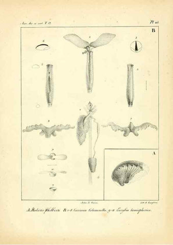 Reproducción/Reproduction 49773663987: Annales des sciences naturelles :. Paris :Crochard. 