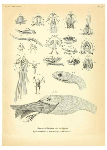Reproducción/Reproduction 49772804773: Annales des sciences naturelles :. Paris :Crochard. 