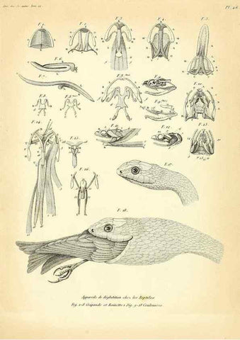 Reproducción/Reproduction 49772804773: Annales des sciences naturelles :. Paris :Crochard. 