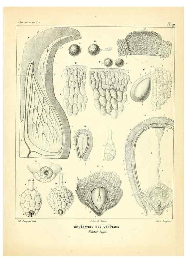Reproducción/Reproduction 49773334191: Annales des sciences naturelles :. Paris :Crochard. 