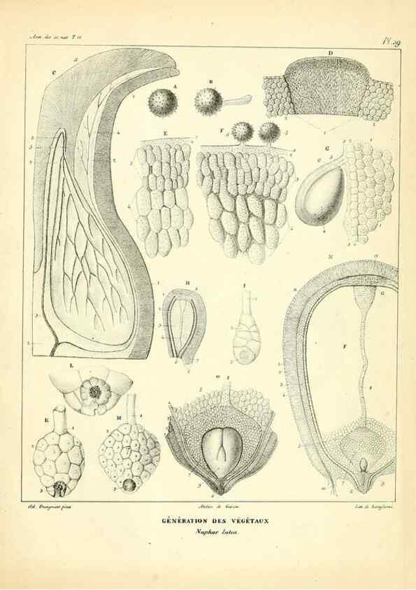 Reproducción/Reproduction 49773334191: Annales des sciences naturelles :. Paris :Crochard. 
