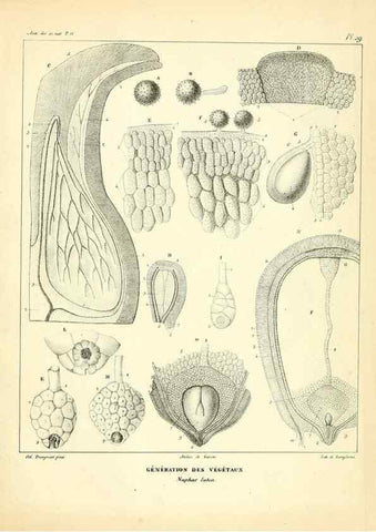 Reproducción/Reproduction 49773334191: Annales des sciences naturelles :. Paris :Crochard. 
