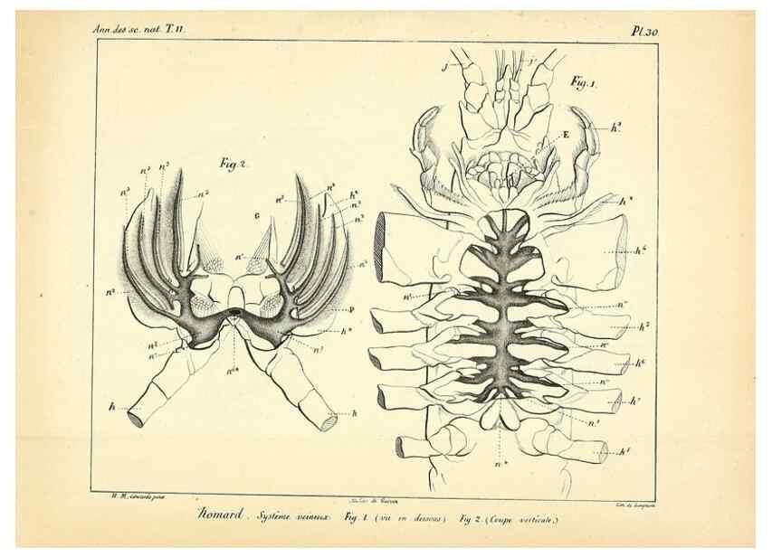 Reproducción/Reproduction 49773659787: Annales des sciences naturelles :. Paris :Crochard. 