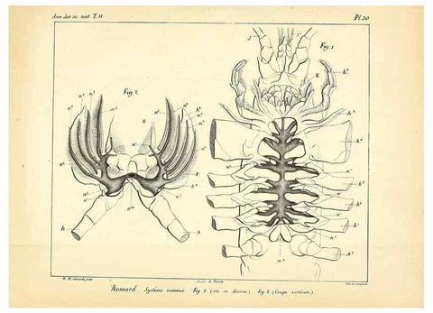 Reproducción/Reproduction 49773659787: Annales des sciences naturelles :. Paris :Crochard. 