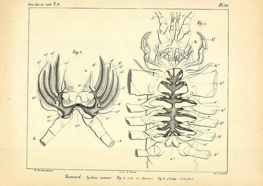 Reproducción/Reproduction 49773659787: Annales des sciences naturelles :. Paris :Crochard. 