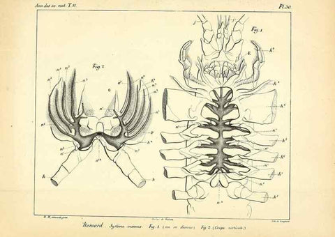 Reproducción/Reproduction 49773659787: Annales des sciences naturelles :. Paris :Crochard. 