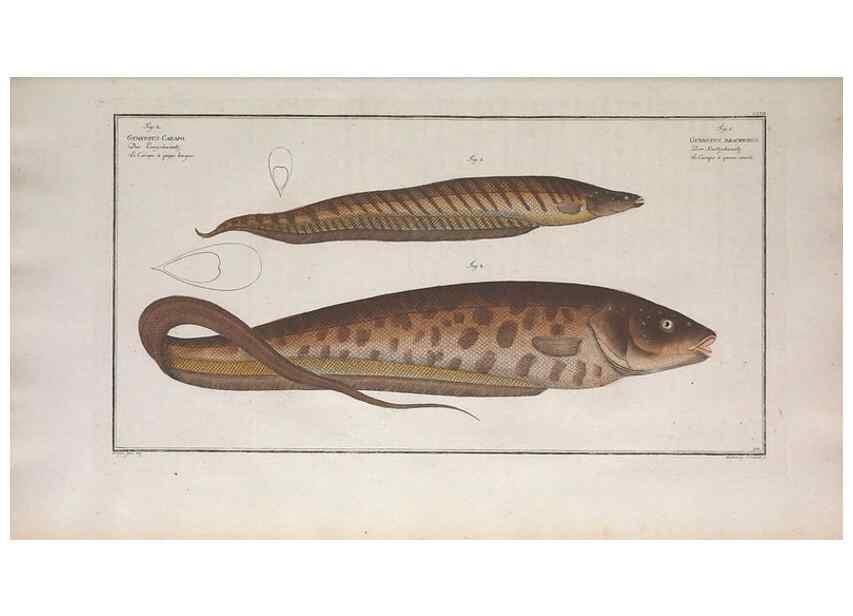 Reproducción/Reproduction 49774030852: Ichtyologie, ou, Histoire naturelle, générale et particulière des poissons :. A Berlin :Chez l'auteur, & chez François de la Garde libraire,1785-1797.. 