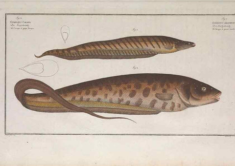 Reproducción/Reproduction 49774030852: Ichtyologie, ou, Histoire naturelle, générale et particulière des poissons :. A Berlin :Chez l'auteur, & chez François de la Garde libraire,1785-1797.. 