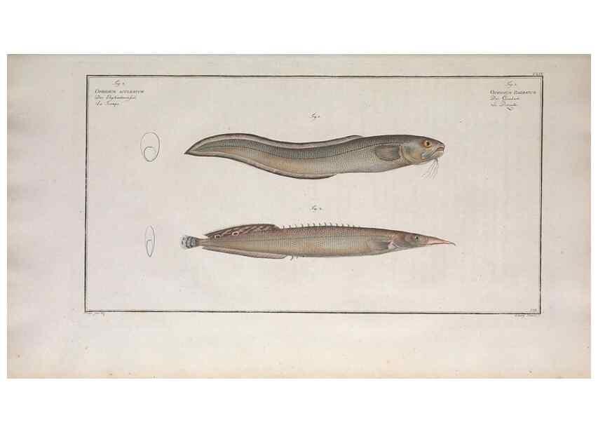 Reproducción/Reproduction 49773171413: Ichtyologie, ou, Histoire naturelle, générale et particulière des poissons :. A Berlin :Chez l'auteur, & chez François de la Garde libraire,1785-1797.. 
