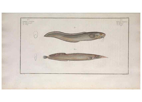 Reproducción/Reproduction 49773171413: Ichtyologie, ou, Histoire naturelle, générale et particulière des poissons :. A Berlin :Chez l'auteur, & chez François de la Garde libraire,1785-1797.. 