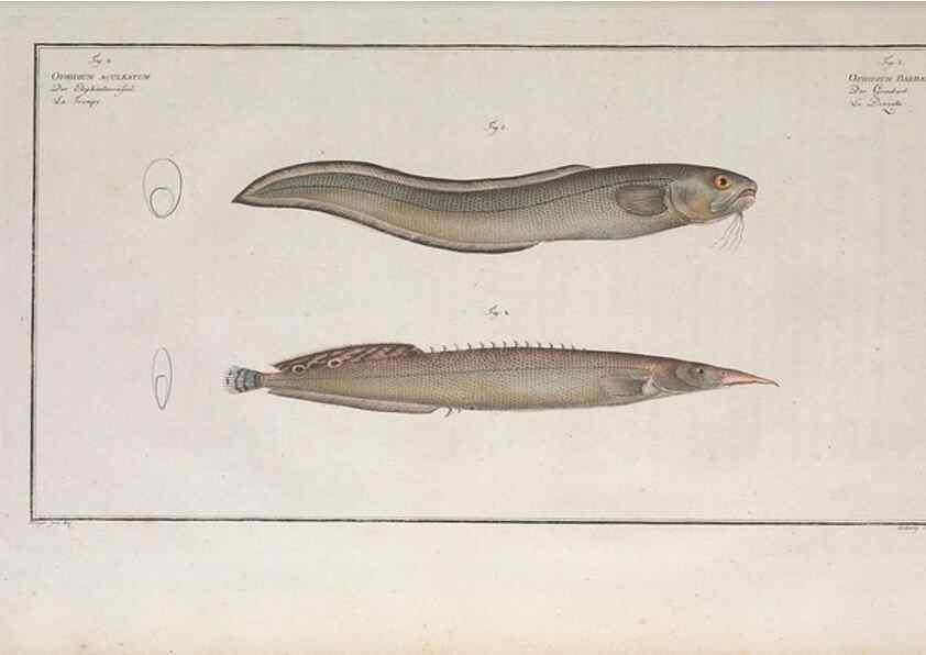 Reproducción/Reproduction 49773171413: Ichtyologie, ou, Histoire naturelle, générale et particulière des poissons :. A Berlin :Chez l'auteur, & chez François de la Garde libraire,1785-1797.. 