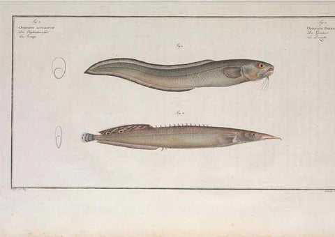 Reproducción/Reproduction 49773171413: Ichtyologie, ou, Histoire naturelle, générale et particulière des poissons :. A Berlin :Chez l'auteur, & chez François de la Garde libraire,1785-1797.. 