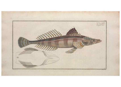 Reproducción/Reproduction 49774039202: Ichtyologie, ou, Histoire naturelle, générale et particulière des poissons :. A Berlin :Chez l'auteur, & chez François de la Garde libraire,1785-1797.. 