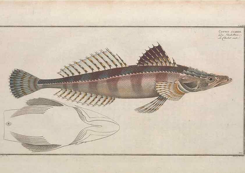 Reproducción/Reproduction 49774039202: Ichtyologie, ou, Histoire naturelle, générale et particulière des poissons :. A Berlin :Chez l'auteur, & chez François de la Garde libraire,1785-1797.. 