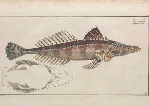 Reproducción/Reproduction 49774039202: Ichtyologie, ou, Histoire naturelle, générale et particulière des poissons :. A Berlin :Chez l'auteur, & chez François de la Garde libraire,1785-1797.. 