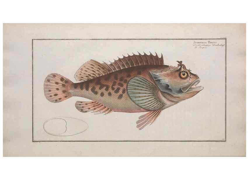 Reproducción/Reproduction 49774039497: Ichtyologie, ou, Histoire naturelle, générale et particulière des poissons :. A Berlin :Chez l'auteur, & chez François de la Garde libraire,1785-1797.. 