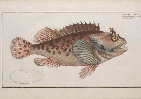 Reproducción/Reproduction 49774039497: Ichtyologie, ou, Histoire naturelle, générale et particulière des poissons :. A Berlin :Chez l'auteur, & chez François de la Garde libraire,1785-1797.. 