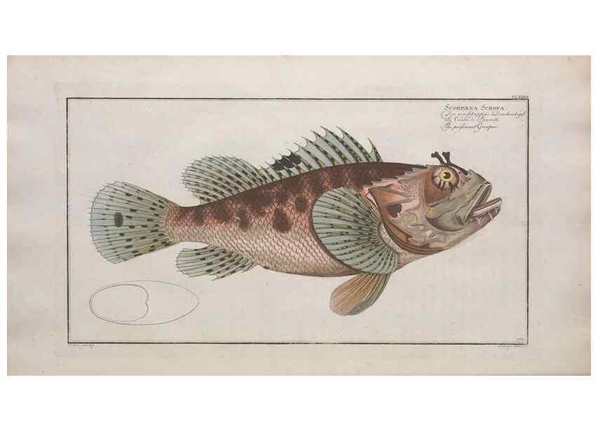 Reproducción/Reproduction 49773180128: Ichtyologie, ou, Histoire naturelle, générale et particulière des poissons :. A Berlin :Chez l'auteur, & chez François de la Garde libraire,1785-1797.. 