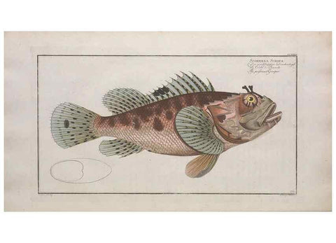 Reproducción/Reproduction 49773180128: Ichtyologie, ou, Histoire naturelle, générale et particulière des poissons :. A Berlin :Chez l'auteur, & chez François de la Garde libraire,1785-1797.. 