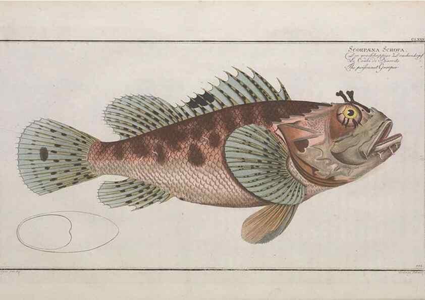 Reproducción/Reproduction 49773180128: Ichtyologie, ou, Histoire naturelle, générale et particulière des poissons :. A Berlin :Chez l'auteur, & chez François de la Garde libraire,1785-1797.. 