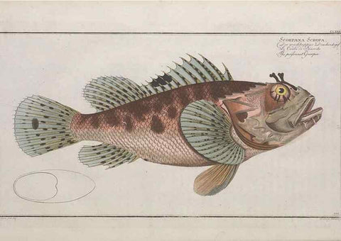 Reproducción/Reproduction 49773180128: Ichtyologie, ou, Histoire naturelle, générale et particulière des poissons :. A Berlin :Chez l'auteur, & chez François de la Garde libraire,1785-1797.. 