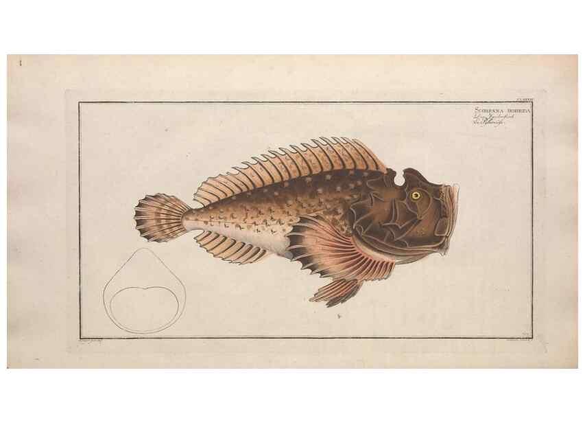 Reproducción/Reproduction 49773712231: Ichtyologie, ou, Histoire naturelle, générale et particulière des poissons :. A Berlin :Chez l'auteur, & chez François de la Garde libraire,1785-1797.. 