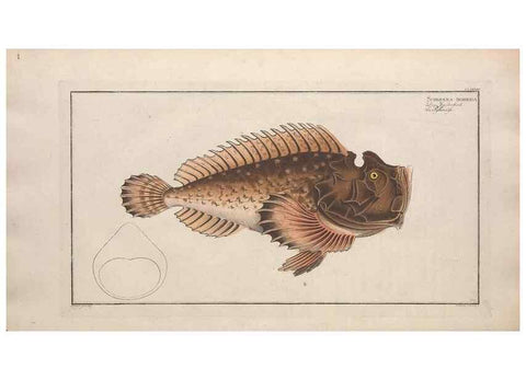 Reproducción/Reproduction 49773712231: Ichtyologie, ou, Histoire naturelle, générale et particulière des poissons :. A Berlin :Chez l'auteur, & chez François de la Garde libraire,1785-1797.. 