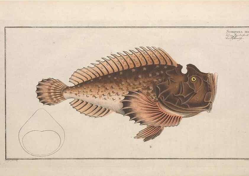 Reproducción/Reproduction 49773712231: Ichtyologie, ou, Histoire naturelle, générale et particulière des poissons :. A Berlin :Chez l'auteur, & chez François de la Garde libraire,1785-1797.. 