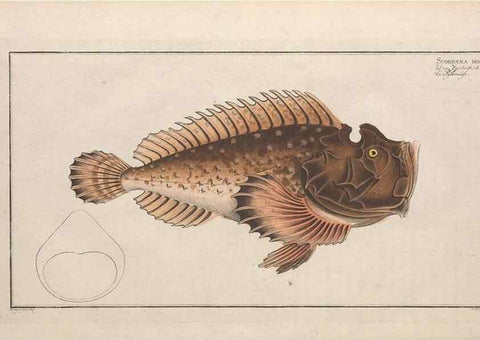 Reproducción/Reproduction 49773712231: Ichtyologie, ou, Histoire naturelle, générale et particulière des poissons :. A Berlin :Chez l'auteur, & chez François de la Garde libraire,1785-1797.. 