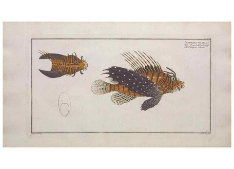 Reproducción/Reproduction 49773712526: Ichtyologie, ou, Histoire naturelle, générale et particulière des poissons :. A Berlin :Chez l'auteur, & chez François de la Garde libraire,1785-1797.. 