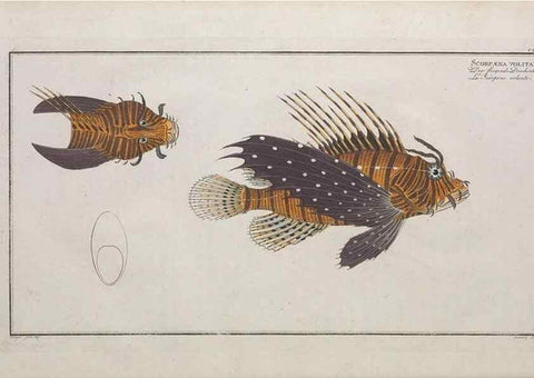 Reproducción/Reproduction 49773712526: Ichtyologie, ou, Histoire naturelle, générale et particulière des poissons :. A Berlin :Chez l'auteur, & chez François de la Garde libraire,1785-1797.. 