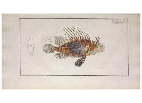 Reproducción/Reproduction 49774041122: Ichtyologie, ou, Histoire naturelle, générale et particulière des poissons :. A Berlin :Chez l'auteur, & chez François de la Garde libraire,1785-1797.. 