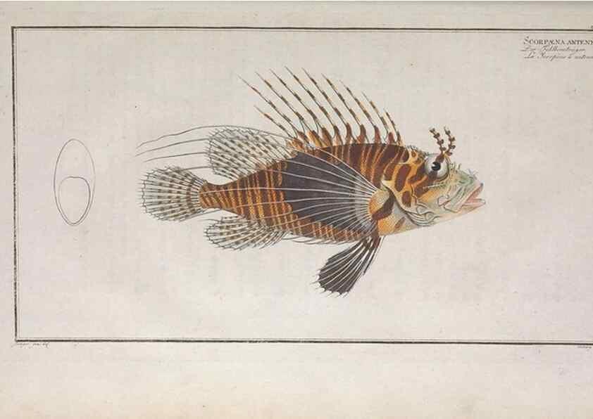 Reproducción/Reproduction 49774041122: Ichtyologie, ou, Histoire naturelle, générale et particulière des poissons :. A Berlin :Chez l'auteur, & chez François de la Garde libraire,1785-1797.. 