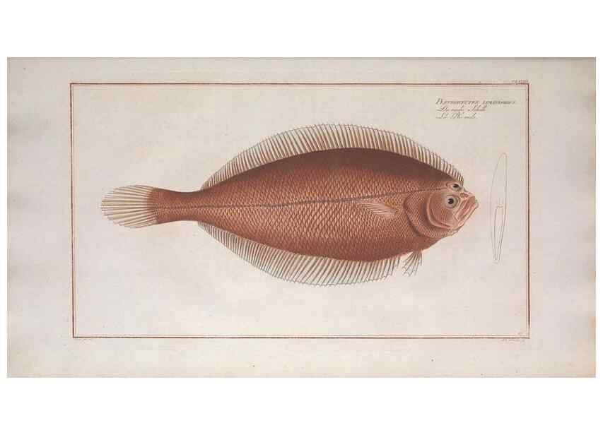 Reproducción/Reproduction 49774041447: Ichtyologie, ou, Histoire naturelle, générale et particulière des poissons :. A Berlin :Chez l'auteur, & chez François de la Garde libraire,1785-1797.. 