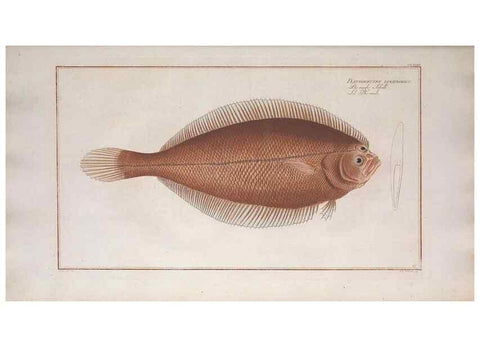 Reproducción/Reproduction 49774041447: Ichtyologie, ou, Histoire naturelle, générale et particulière des poissons :. A Berlin :Chez l'auteur, & chez François de la Garde libraire,1785-1797.. 