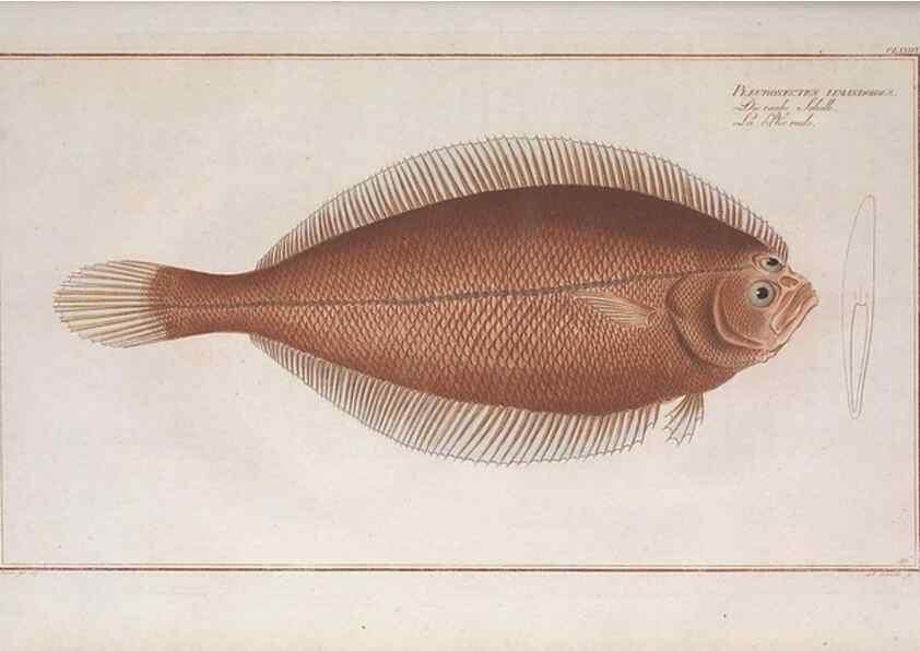 Reproducción/Reproduction 49774041447: Ichtyologie, ou, Histoire naturelle, générale et particulière des poissons :. A Berlin :Chez l'auteur, & chez François de la Garde libraire,1785-1797.. 