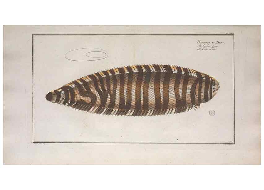 Reproducción/Reproduction 49773713471: Ichtyologie, ou, Histoire naturelle, générale et particulière des poissons :. A Berlin :Chez l'auteur, & chez François de la Garde libraire,1785-1797.. 
