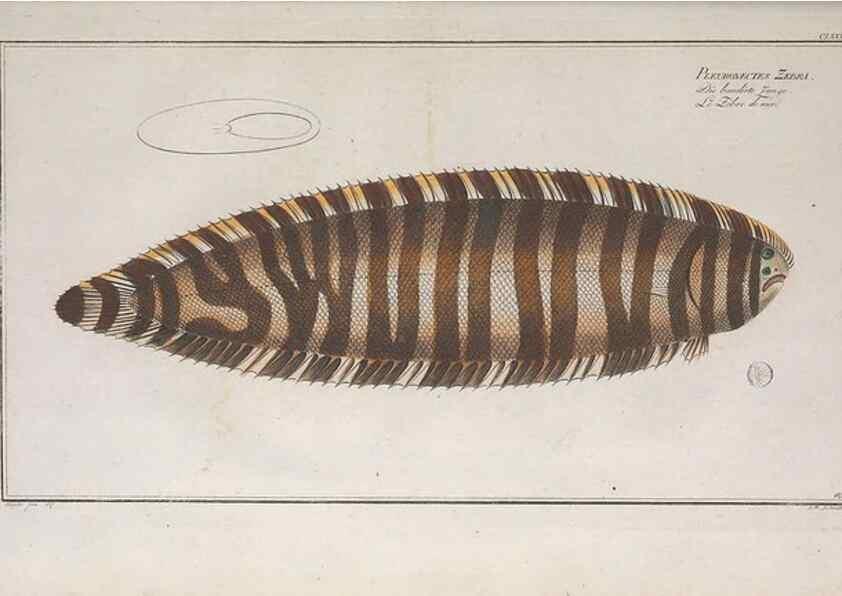 Reproducción/Reproduction 49773713471: Ichtyologie, ou, Histoire naturelle, générale et particulière des poissons :. A Berlin :Chez l'auteur, & chez François de la Garde libraire,1785-1797.. 
