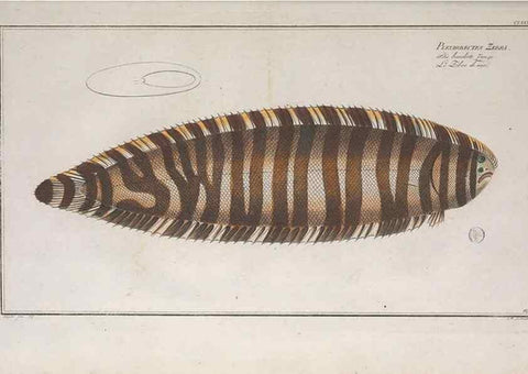 Reproducción/Reproduction 49773713471: Ichtyologie, ou, Histoire naturelle, générale et particulière des poissons :. A Berlin :Chez l'auteur, & chez François de la Garde libraire,1785-1797.. 