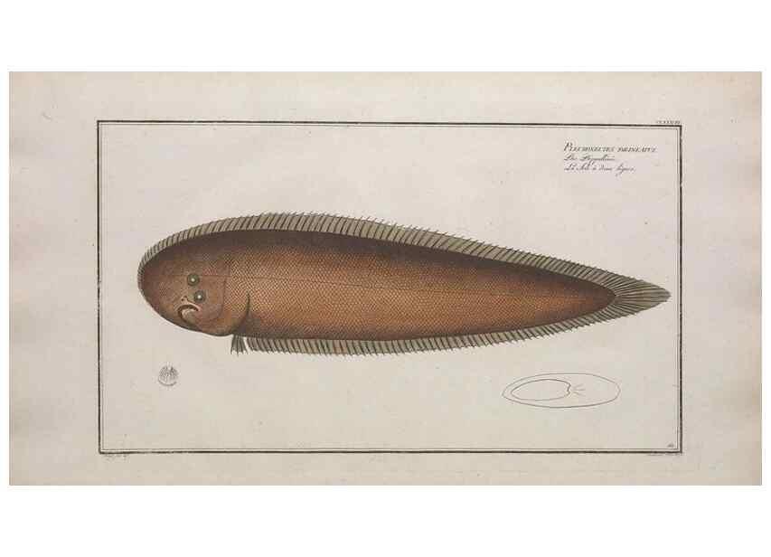 Reproducción/Reproduction 49774042067: Ichtyologie, ou, Histoire naturelle, générale et particulière des poissons :. A Berlin :Chez l'auteur, & chez François de la Garde libraire,1785-1797.. 