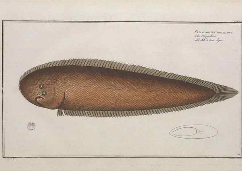 Reproducción/Reproduction 49774042067: Ichtyologie, ou, Histoire naturelle, générale et particulière des poissons :. A Berlin :Chez l'auteur, & chez François de la Garde libraire,1785-1797.. 